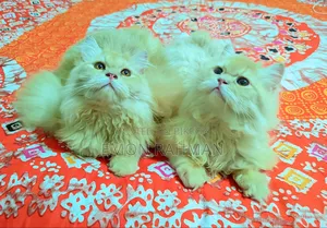 3-6 Months Male Purebred Persian