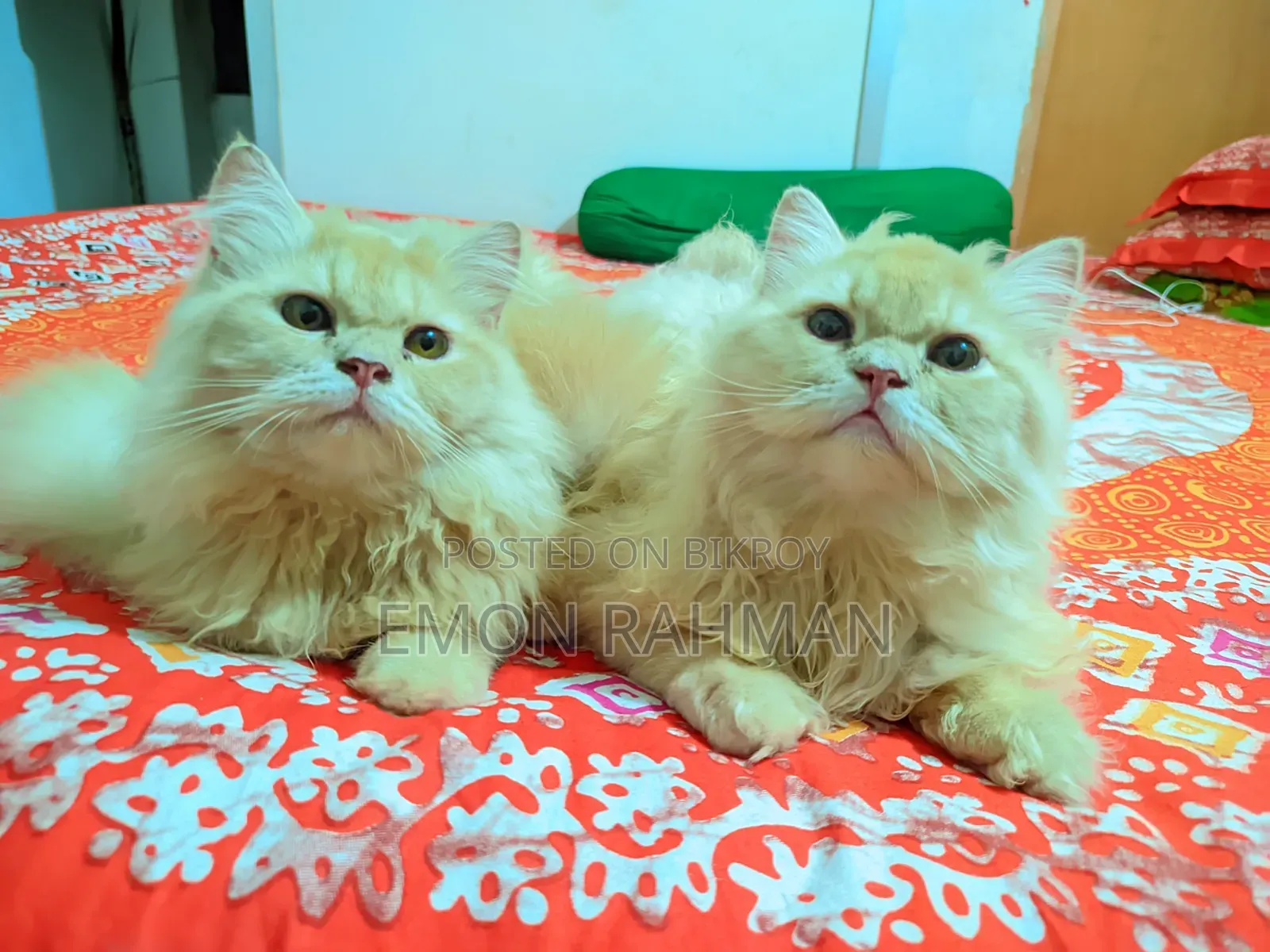 3-6 Months Male Purebred Persian