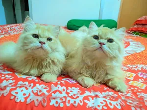 3-6 Months Male Purebred Persian