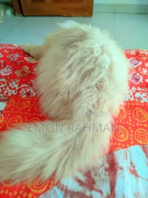 3-6 Months Male Purebred Persian