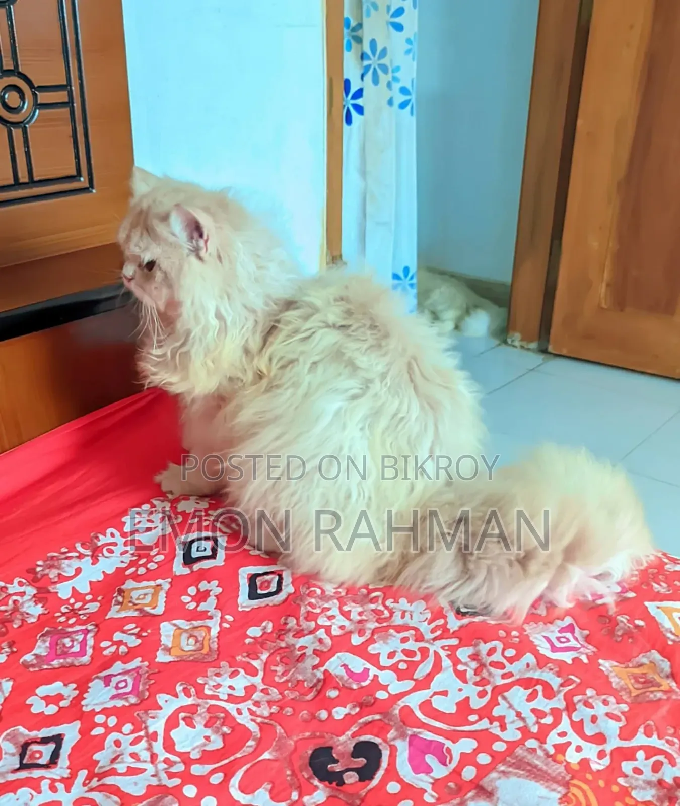 3-6 Months Male Purebred Persian