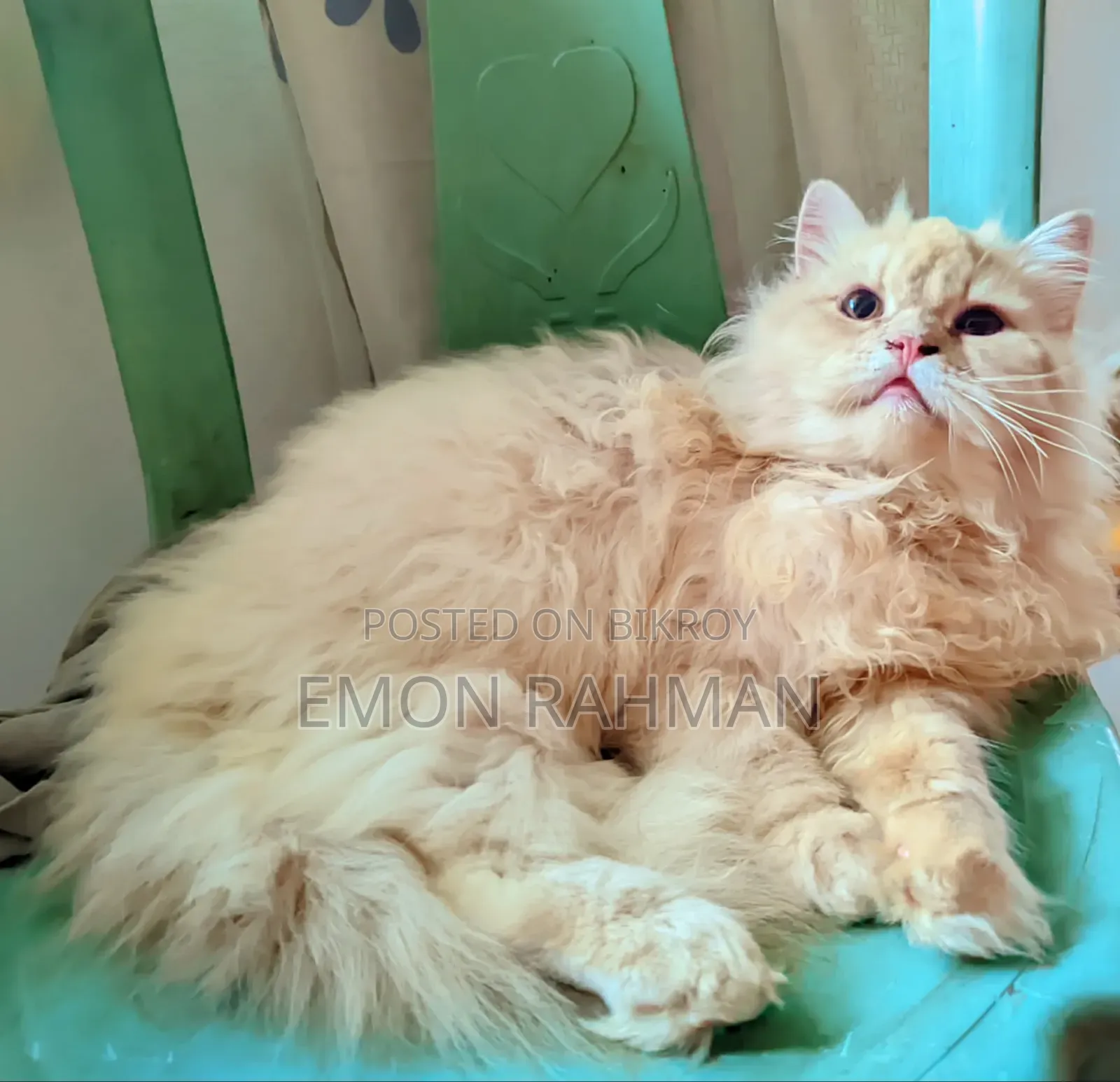 3-6 Months Male Purebred Persian
