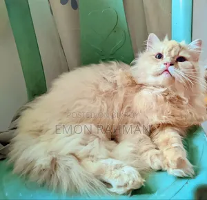 3-6 Months Male Purebred Persian