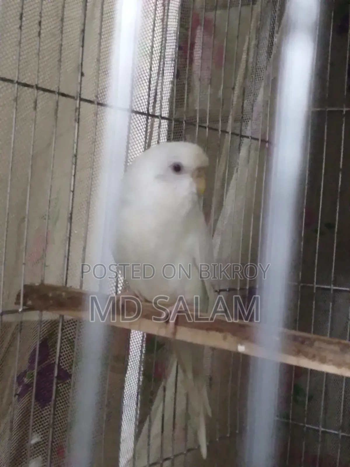 রানিং ফিমেল ১ পিস