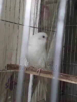 রানিং ফিমেল ১ পিস
