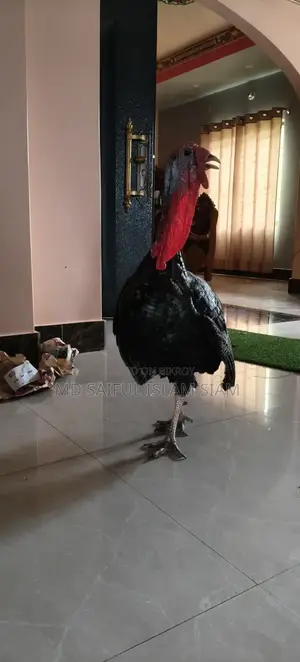 Turkey Chicken