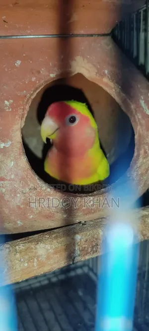 লাভবার্ডস পাখী রানিং জোড়া।