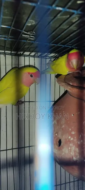 লাভবার্ডস পাখী রানিং জোড়া।