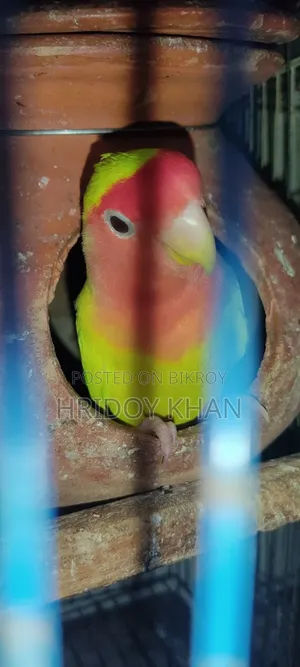 লাভবার্ডস পাখী রানিং জোড়া।