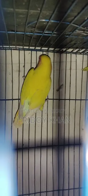 লাভবার্ডস পাখী রানিং জোড়া।