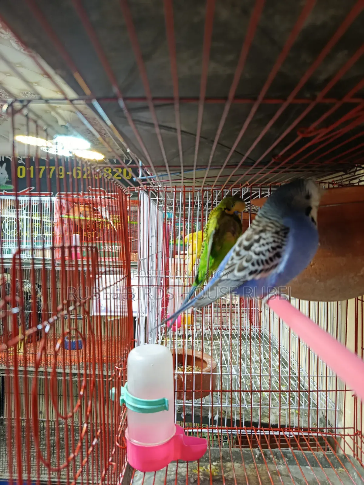 Rubel Birds House এই পাখি গুলো সেল করা হবে