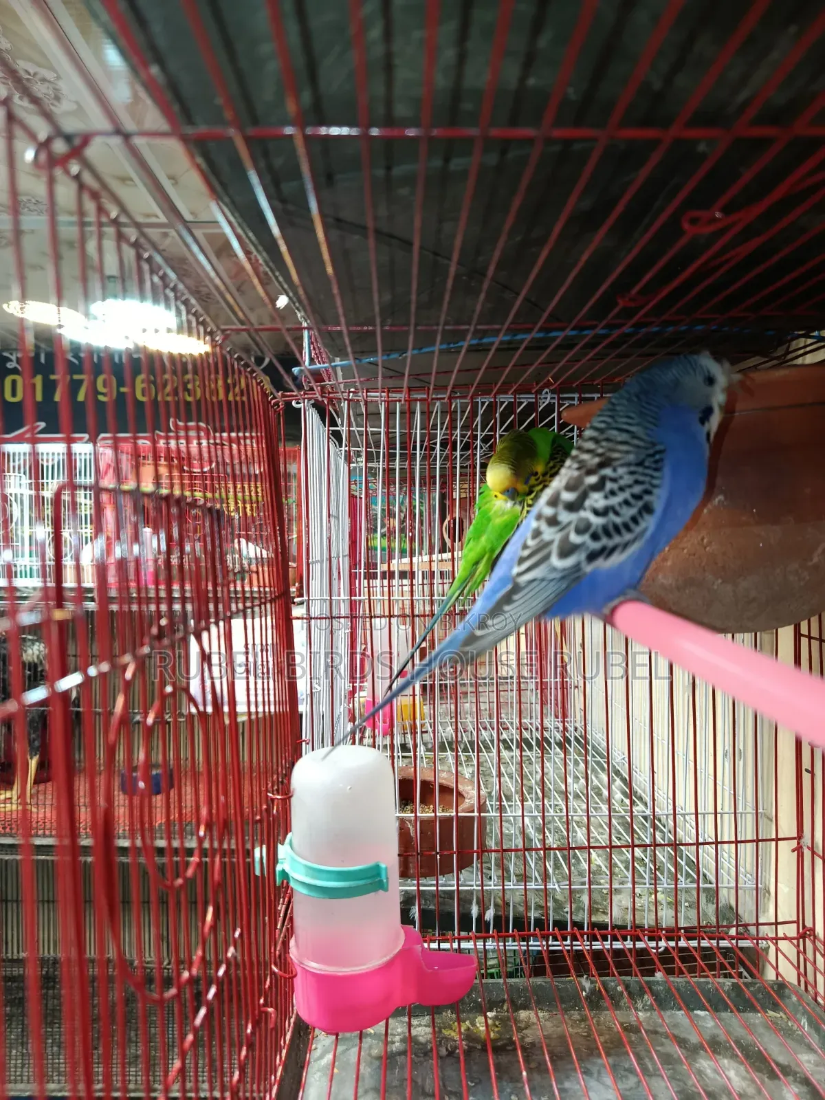Rubel Birds House এই পাখি গুলো সেল করা হবে