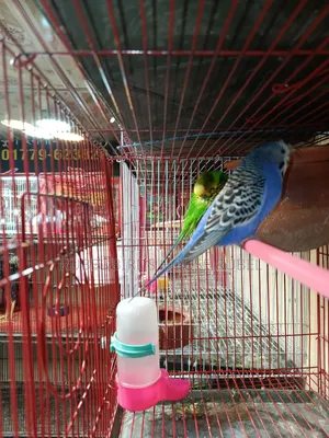 Rubel Birds House এই পাখি গুলো সেল করা হবে