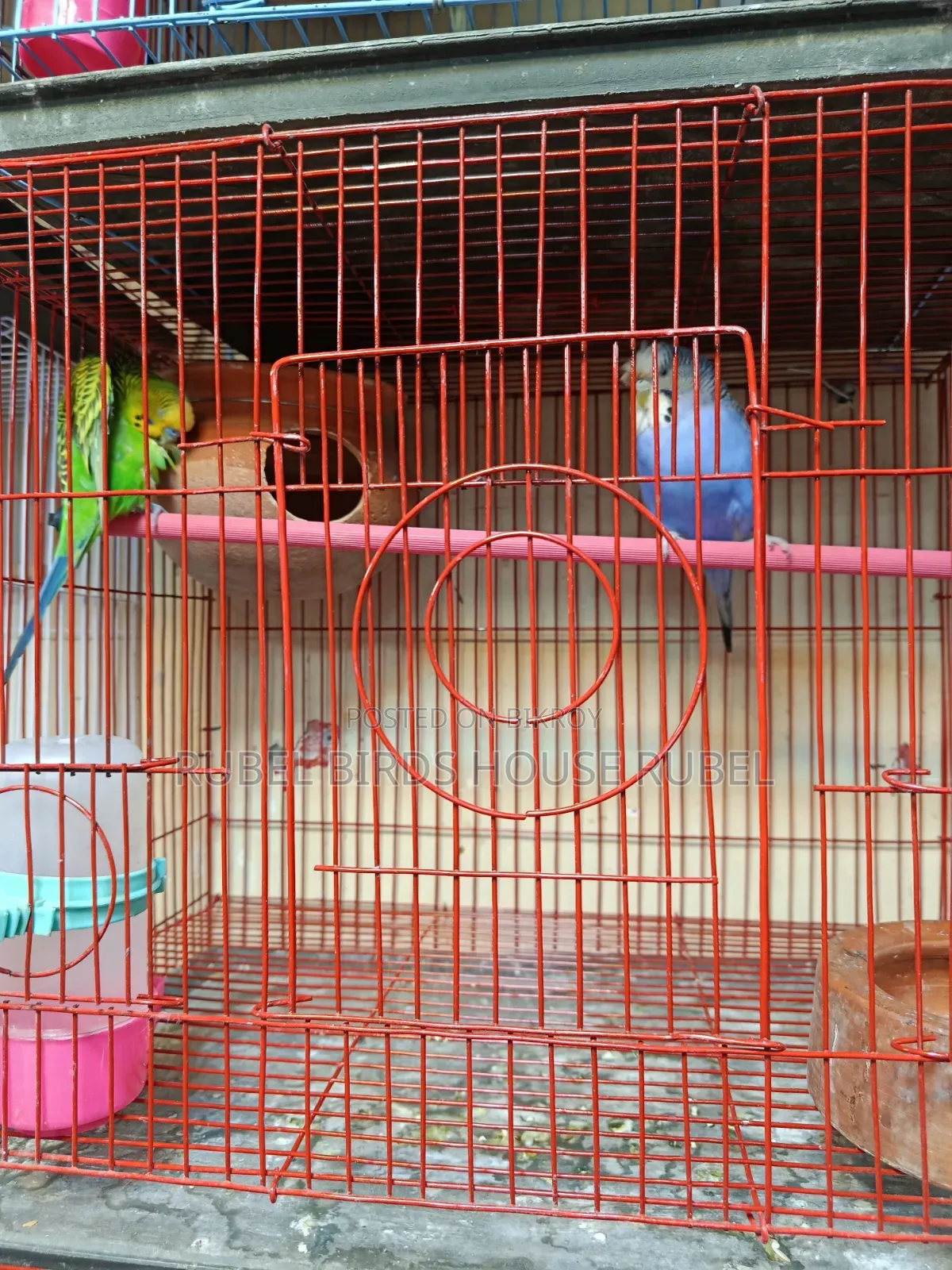 Rubel Birds House এই পাখি গুলো সেল করা হবে