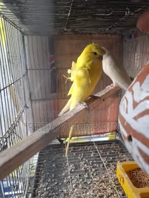 Budgerigar Bird