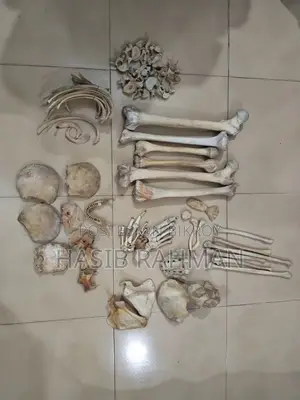 Human Skeleton for Medical Users