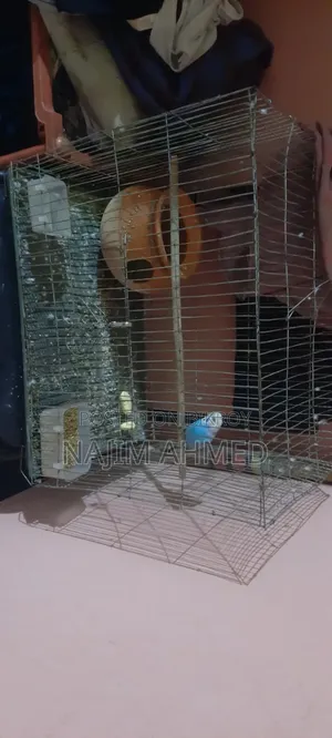 বাজিগর রানিং মেল খাঁচাসহ