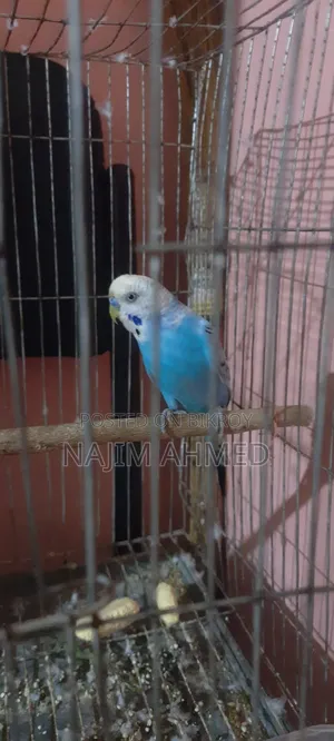 বাজিগর রানিং মেল খাঁচাসহ