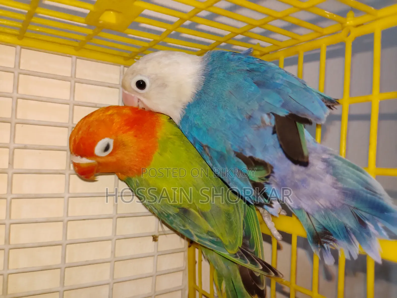 Lovebrid Piyar