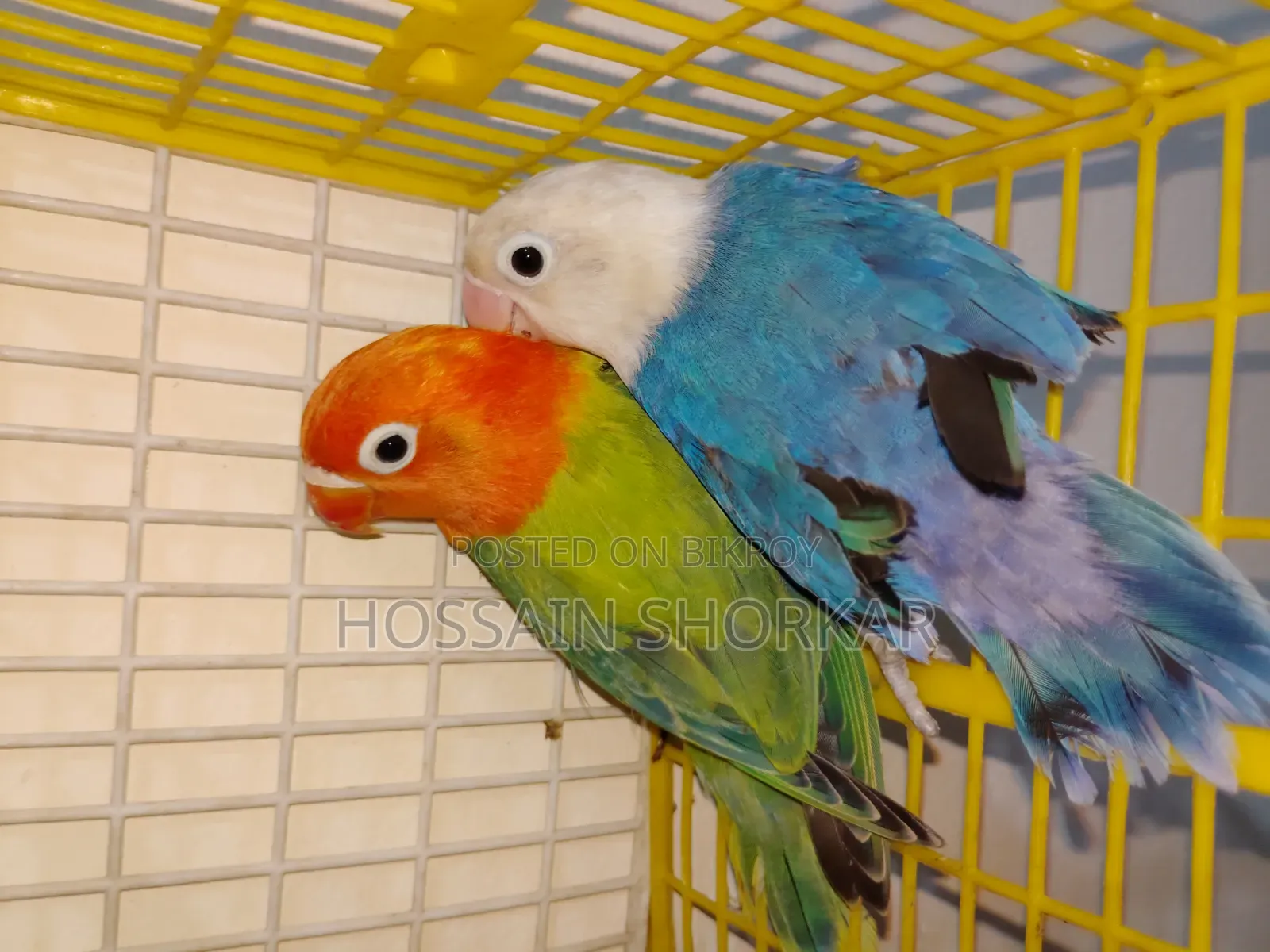 Lovebrid Piyar