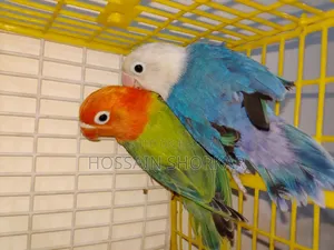 Lovebrid Piyar