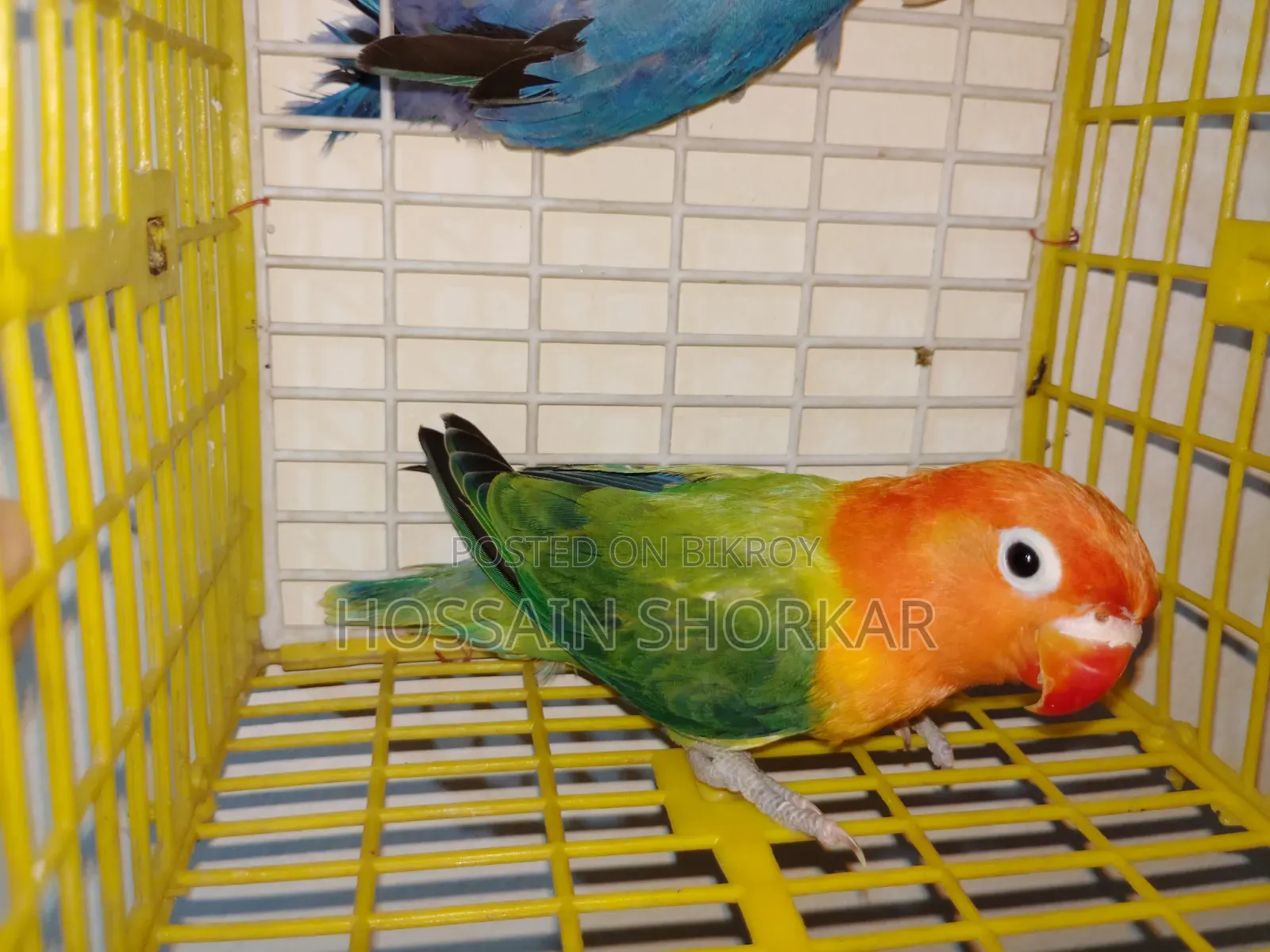 Lovebrid Piyar