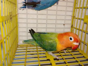 Lovebrid Piyar