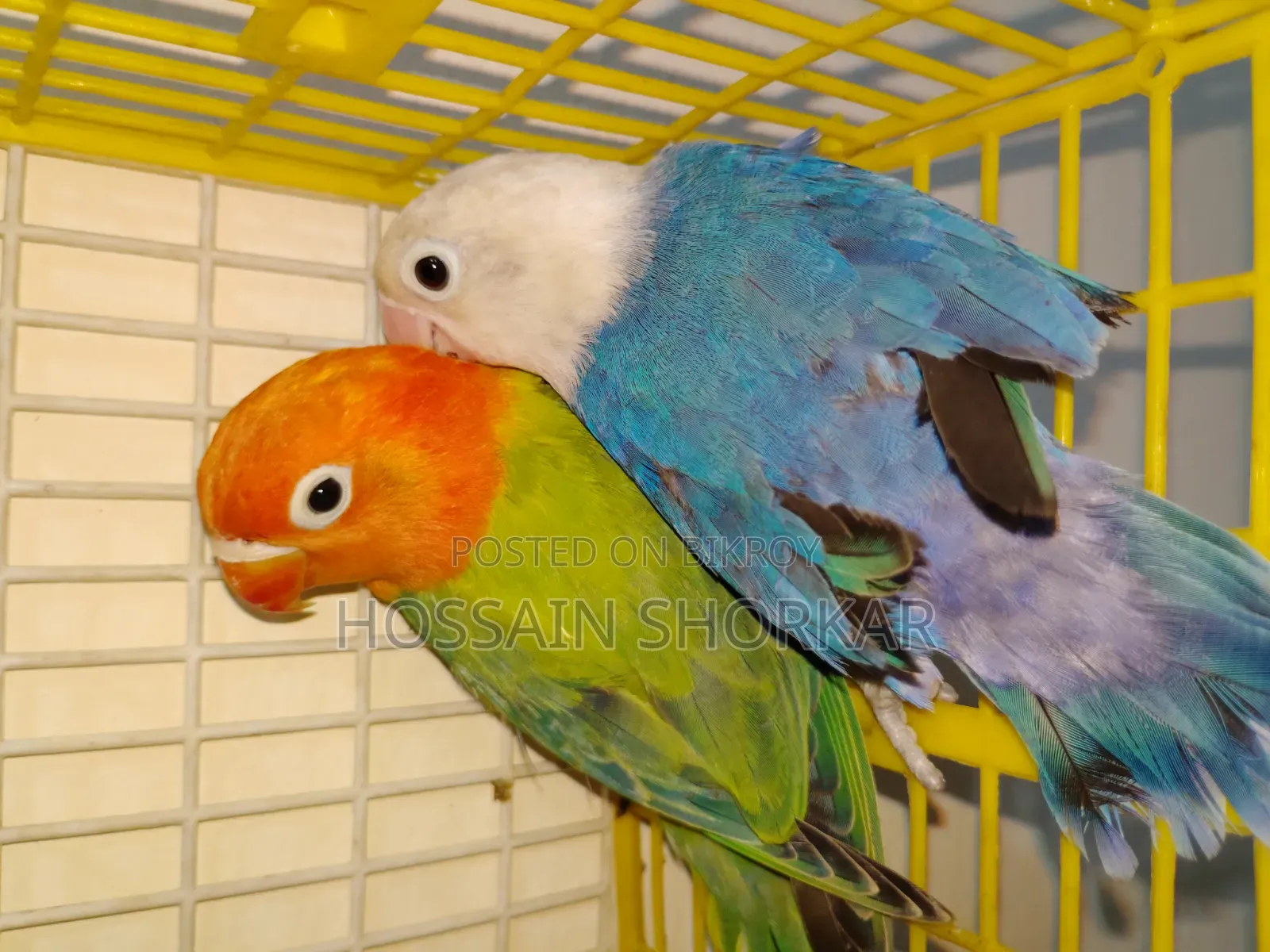 Lovebrid Piyar