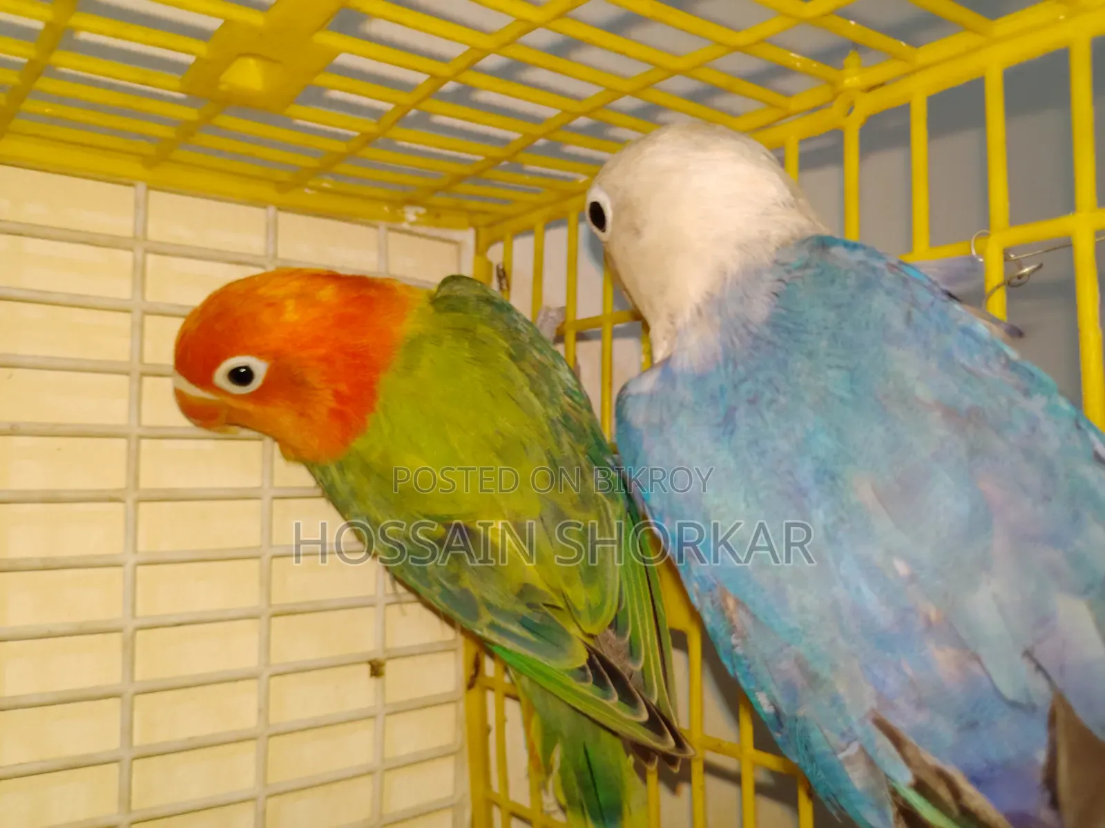 Lovebrid Piyar