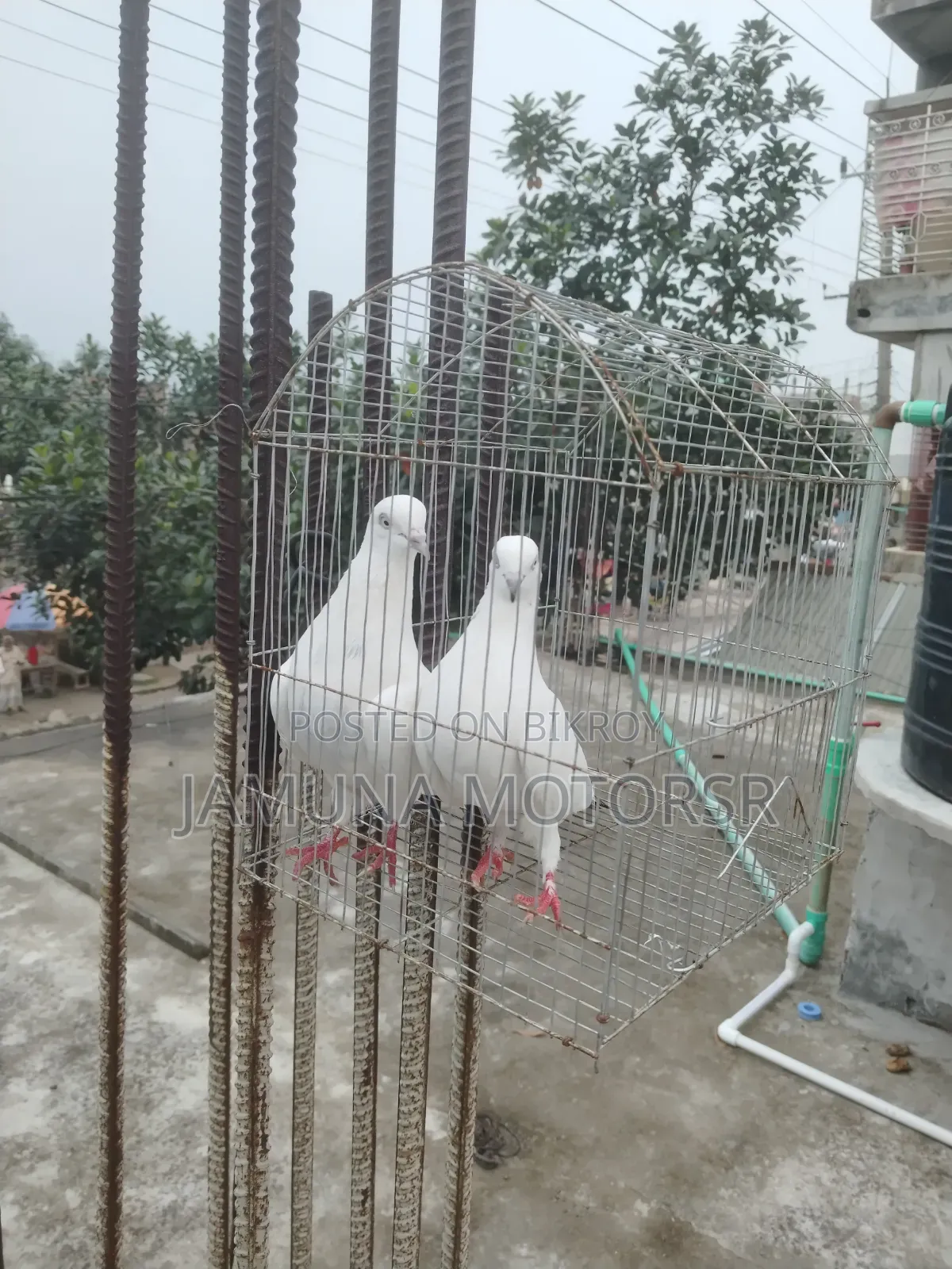 Black Dum Pigeon