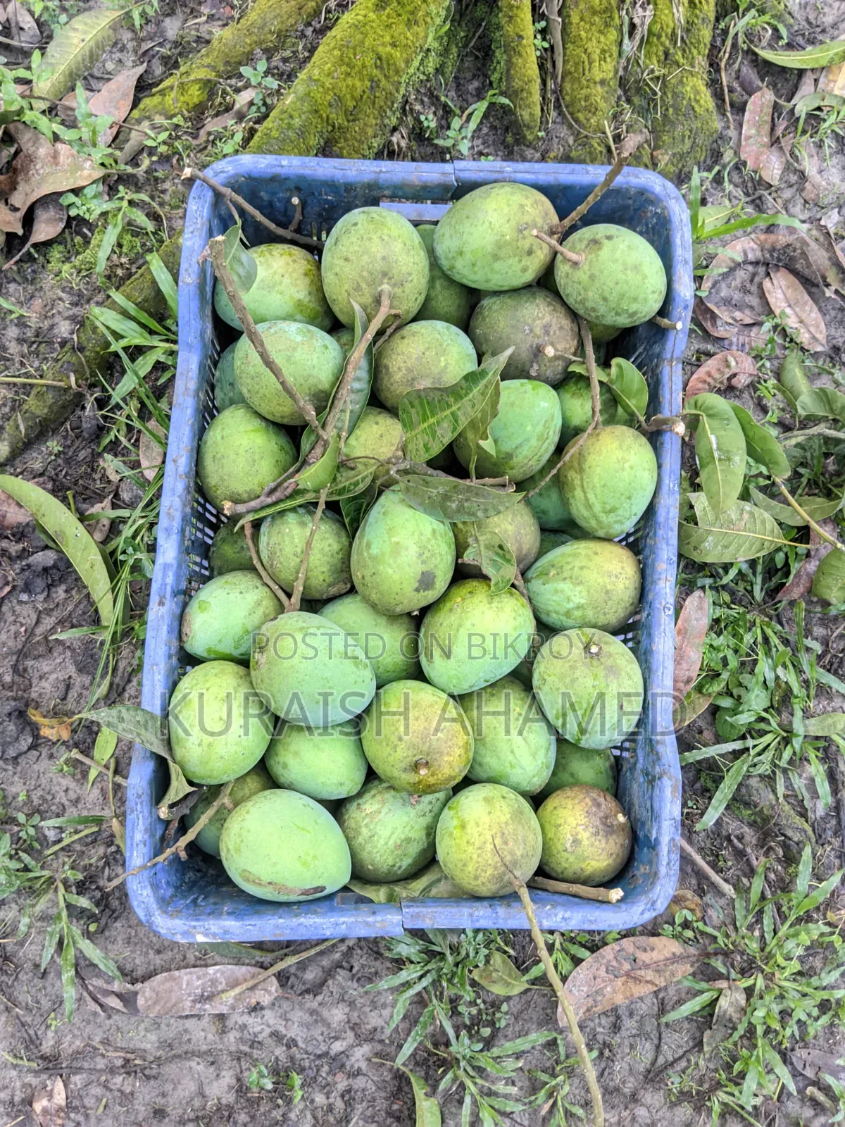 Fresh Rangpur's famous Haribhanga mangoes directly from the orchard