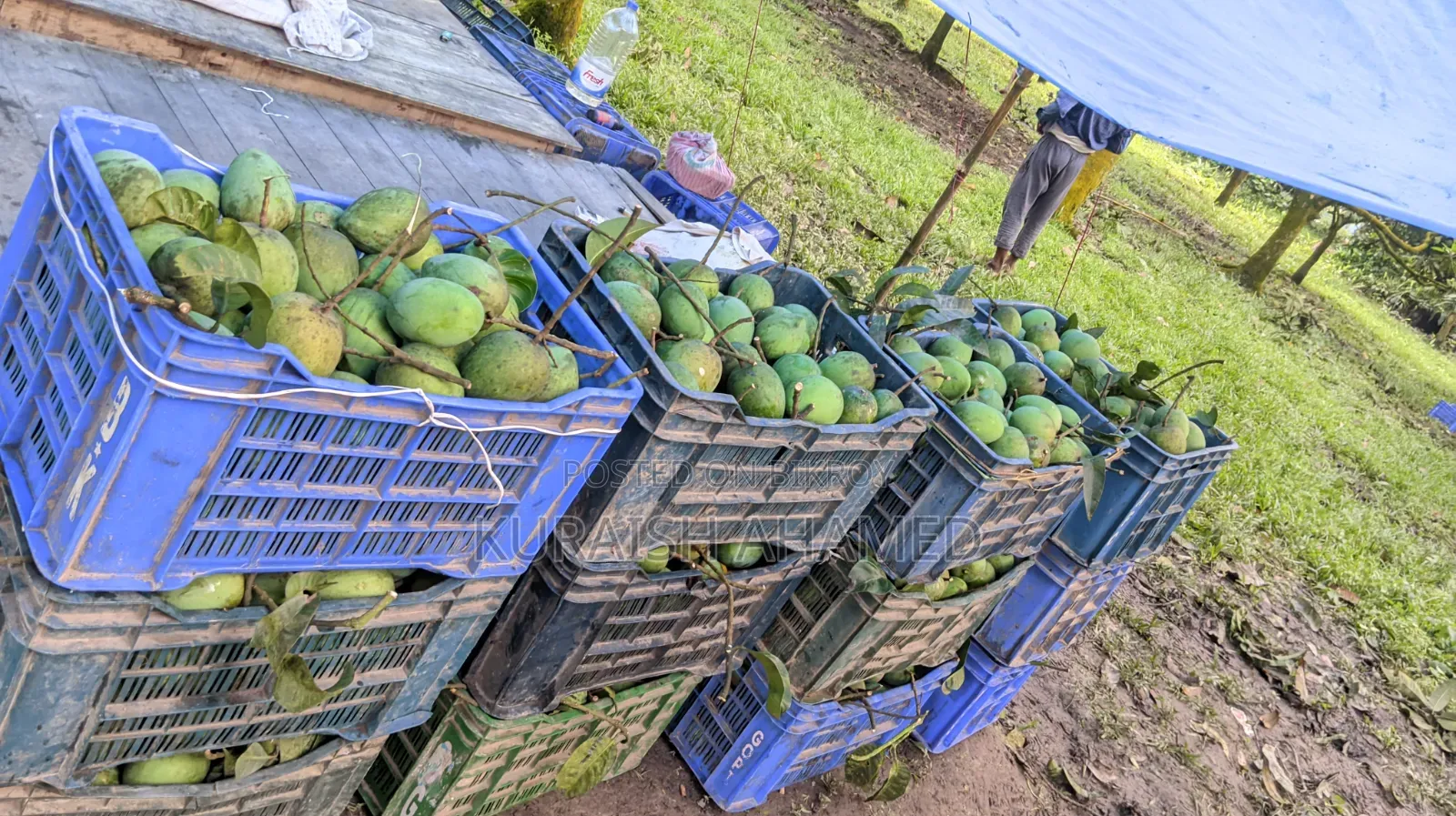 Fresh Rangpur's famous Haribhanga mangoes directly from the orchard