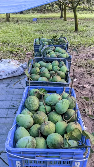 Fresh Rangpur's famous Haribhanga mangoes directly from the orchard