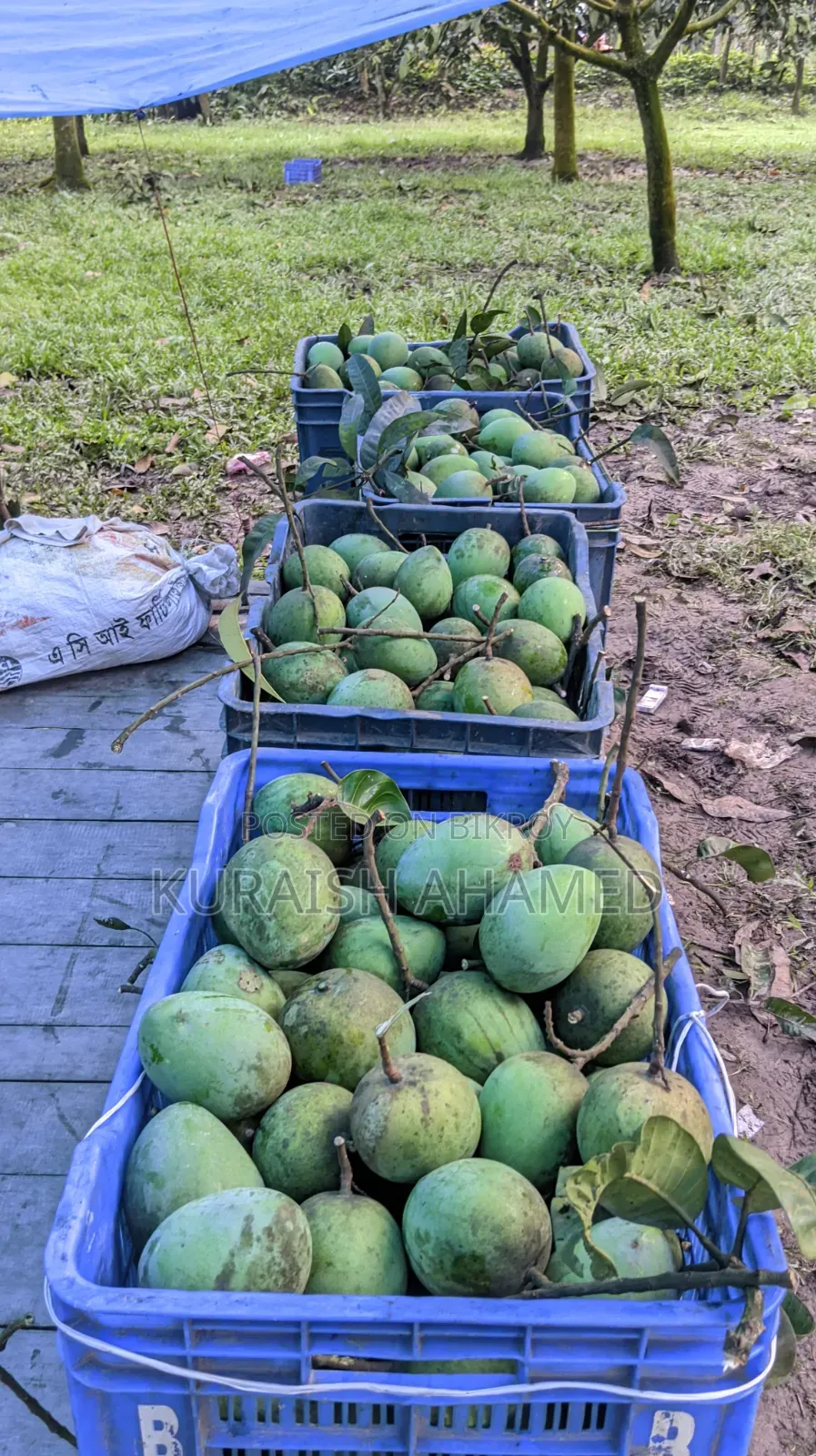 Fresh Rangpur's famous Haribhanga mangoes directly from the orchard
