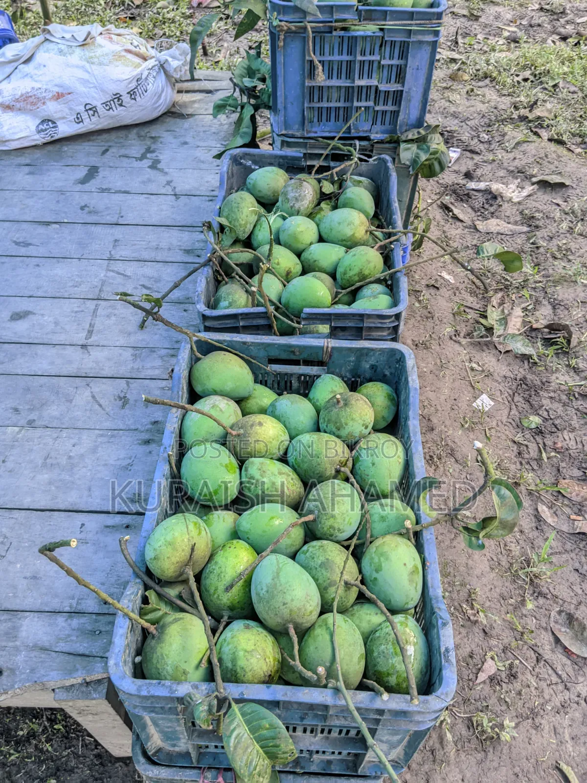 Fresh Rangpur's famous Haribhanga mangoes directly from the orchard
