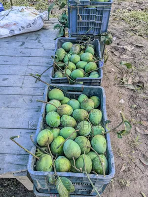 Fresh Rangpur's famous Haribhanga mangoes directly from the orchard