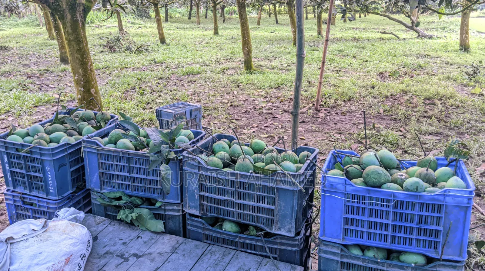 Fresh Rangpur's famous Haribhanga mangoes directly from the orchard