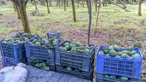 Fresh Rangpur's famous Haribhanga mangoes directly from the orchard