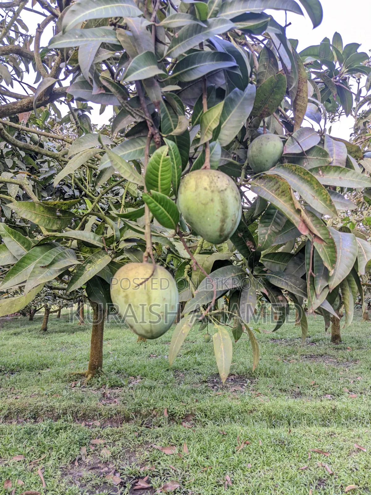 Fresh Rangpur's famous Haribhanga mangoes directly from the orchard