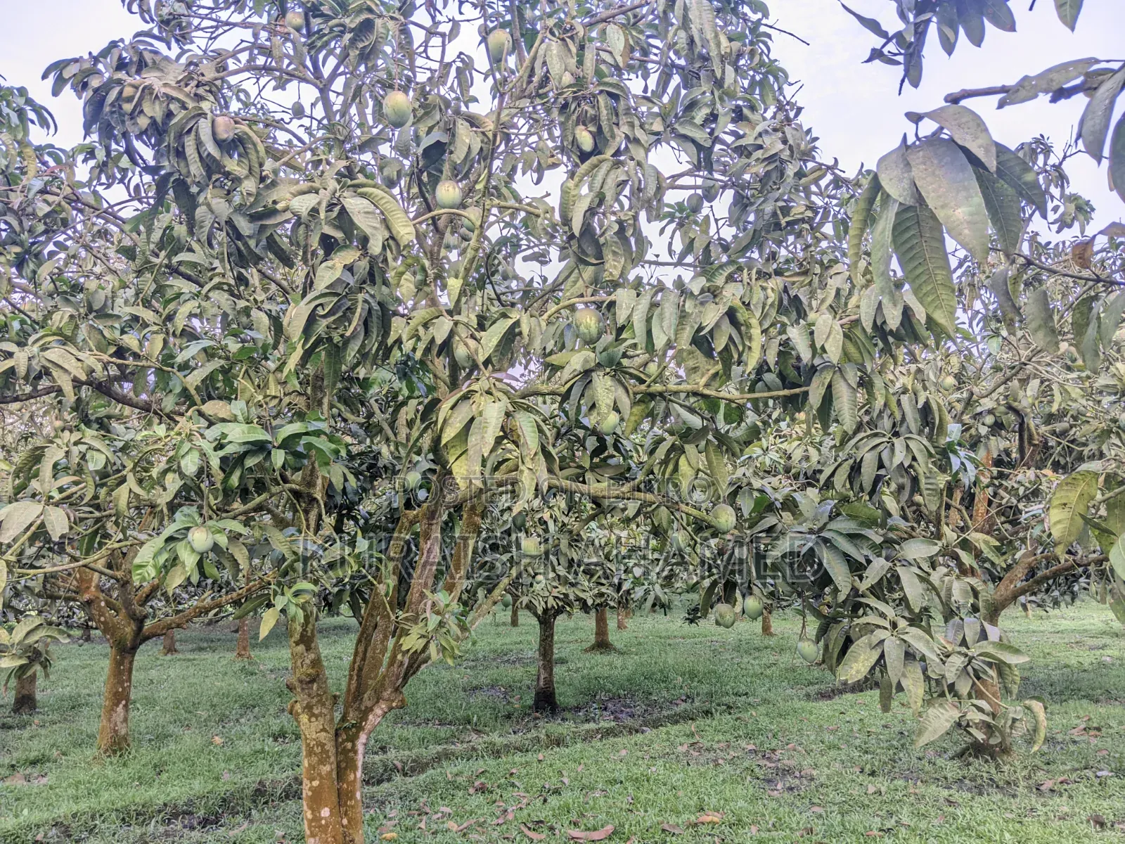 Fresh Rangpur's famous Haribhanga mangoes directly from the orchard