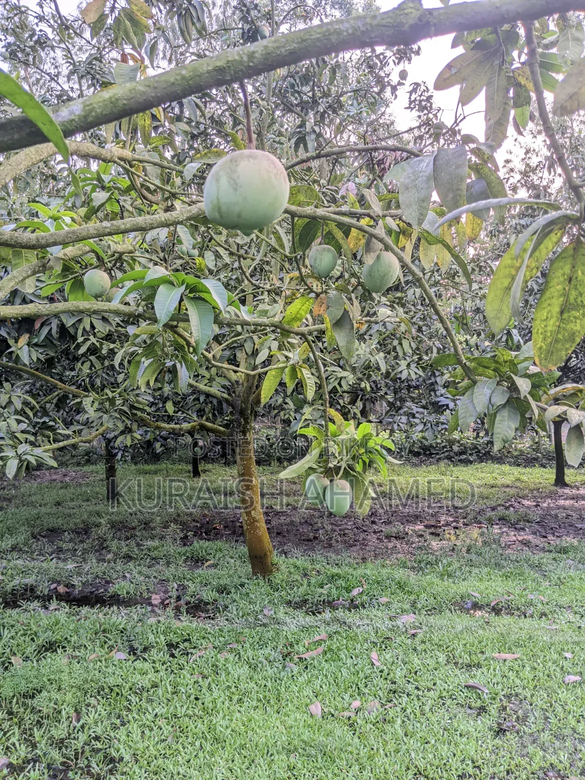 Fresh Rangpur's famous Haribhanga mangoes directly from the orchard