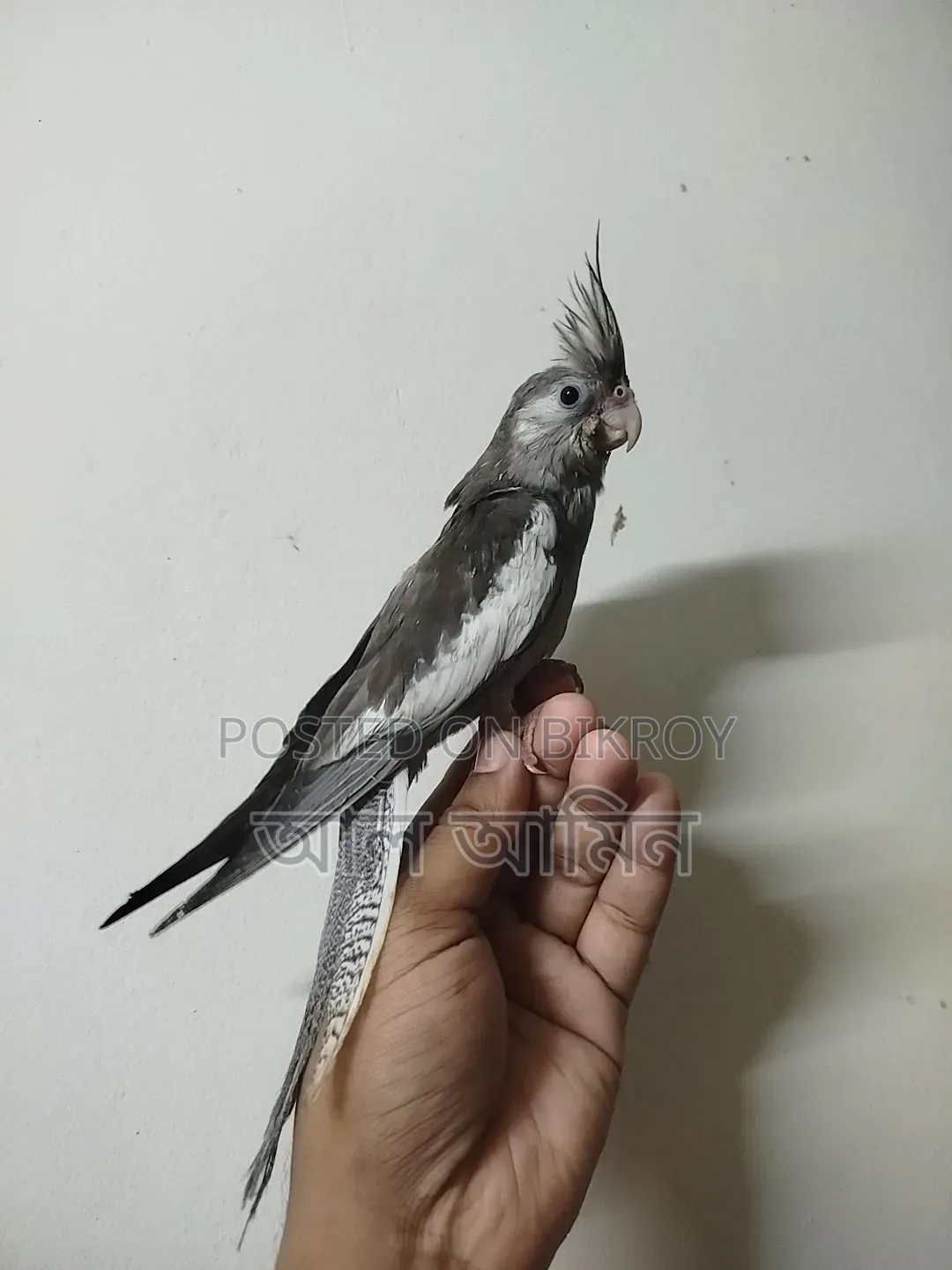 ককাটিয়াল বেবী