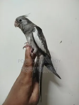 ককাটিয়াল বেবী