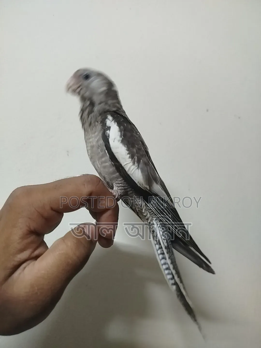 ককাটিয়াল বেবী