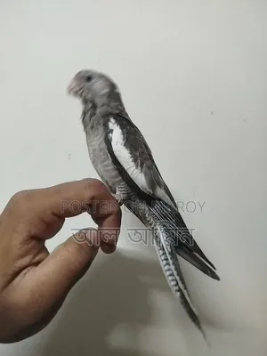 ককাটিয়াল বেবী