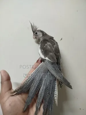 ককাটিয়াল বেবী