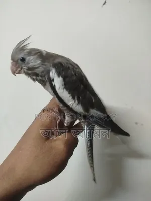 ককাটিয়াল বেবী