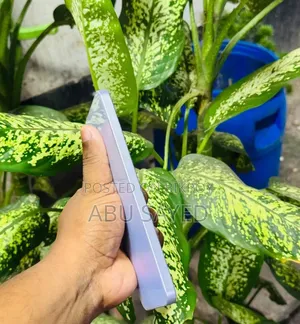Samsung Galaxy A36 256 GB