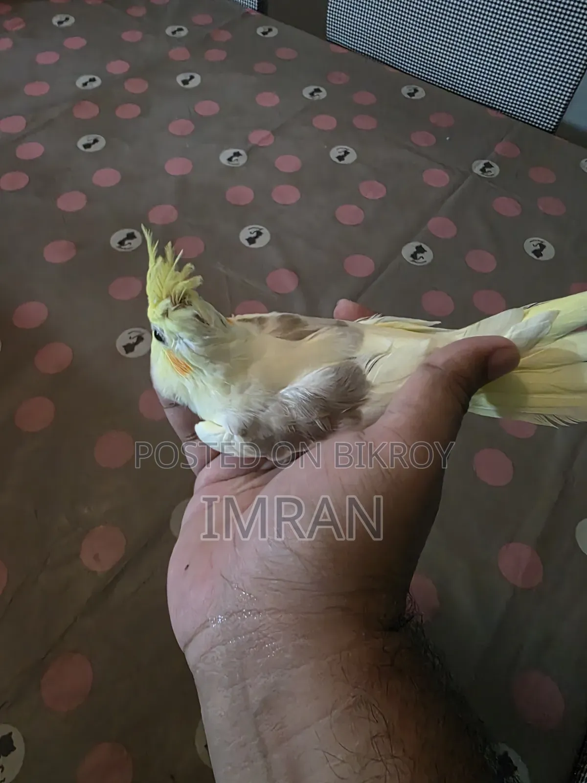 Cocktail Bird