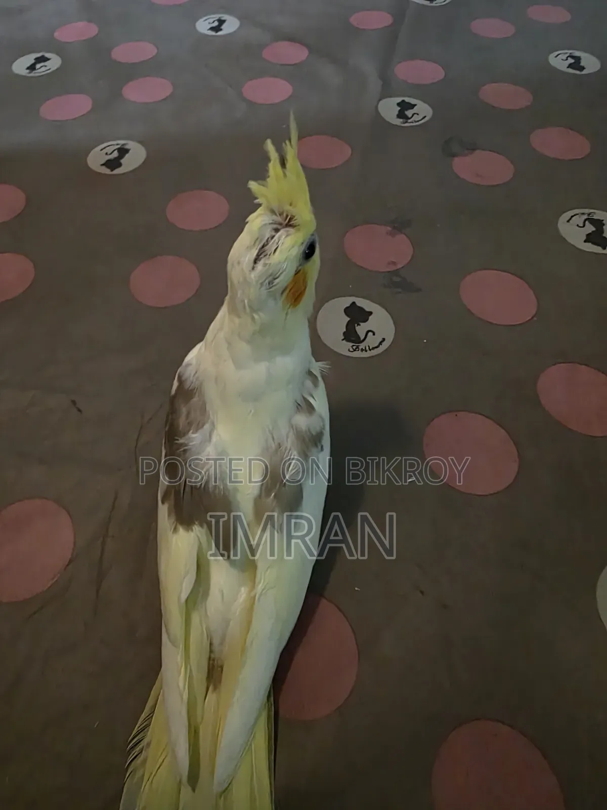 Cocktail Bird